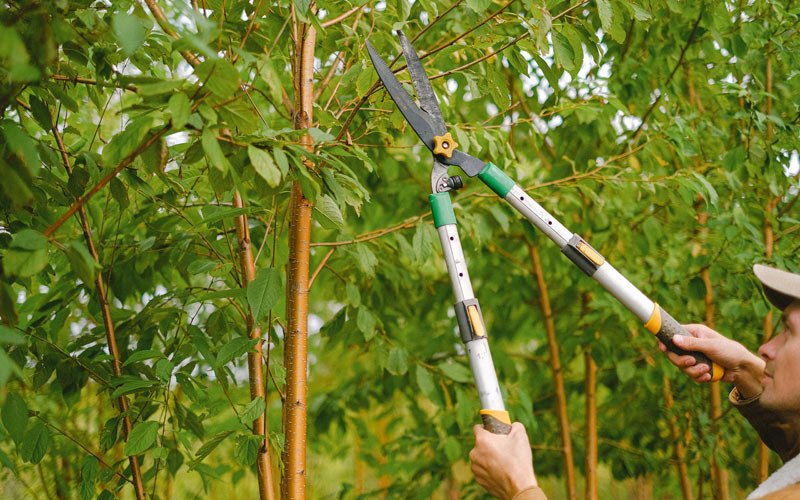 Tree trimming in Broomfield, CO
